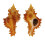 MURICIDAE CHICOREUS BANKSII CROCATUS shell