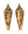 CONIDAE CONASPRELLA MIRABILIS shell