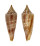 CONIDAE CONASPRELLA MIRABILIS shell