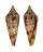 CONIDAE CONASPRELLA MIRABILIS shell