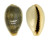 CYPRAEIDAE ERRONEA OVUM ERICI shell