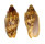 VOLUTIDAE CYMBIOLA VESPERTILIO shell