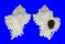MURICIDAE CHICOREUS CICHOREUM shell