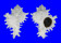 MURICIDAE CHICOREUS CICHOREUM shell