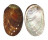 HALIOTIDAE HALIOTIS DIVERSICOLOR shell