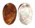 HALIOTIDAE HALIOTIS DIVERSICOLOR shell