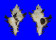 MURICIDAE CHICOREUS BRUNNEUS shell