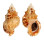 BURSIDAE TUTUFA RUBETA shell