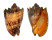 VOLUTIDAE CYMBIOLA IMPERIALIS shell