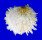 SPONDYLIDAE SPONDYLUS VARIANS shell