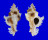 MURICIDAE CHICOREUS BANKSII CROCATUS shell