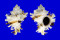 MURICIDAE CHICOREUS CICHOREUM shell