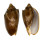 VOLUTIDAE CYMBIOLA VESPERTILIO shell