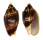 VOLUTIDAE CYMBIOLA VESPERTILIO shell