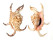 STROMBIDAE LAMBIS CHIRAGRA shell