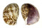 CYPRAEIDAE CYPRAEA TIGRIS shell