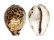 CYPRAEIDAE CYPRAEA TIGRIS shell