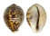 CYPRAEIDAE CYPRAEA TIGRIS shell