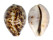 CYPRAEIDAE CYPRAEA TIGRIS shell