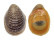 NERITIDAE NERITINA VIOLACEA shell