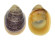 NERITIDAE NERITINA VIOLACEA shell