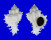 MURICIDAE CHICOREUS CICHOREUM shell
