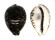 CYPRAEIDAE CYPRAEA TIGRIS shell
