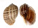 HARPIDAE HARPA ARTICULARIS shell