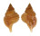 PERSONIDAE DISTORSIO RETICULARIS shell