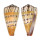CONIDAE CONUS MUSTELINUS shell