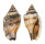 STROMBIDAE STROMBUS MICROURCEUS shell