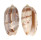 OLIVIDAE OLIVA BULBOSA LACERTINA shell