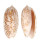 OLIVIDAE OLIVA BULBOSA LACERTINA shell