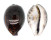 CYPRAEIDAE CYPRAEA TIGRIS shell