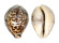 CYPRAEIDAE CYPRAEA TIGRIS shell