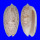 OLIVIDAE OLIVA BULBOSA LACERTINA shell