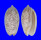 OLIVIDAE OLIVA BULBOSA LACERTINA shell