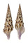 TURRIDAE TURRIS NADAENSIS shell