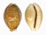 CYPRAEIDAE CYPRAEA VITELLUS shell