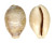 CYPRAEIDAE CYPRAEA VITELLUS shell