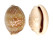 CYPRAEIDAE CYPRAEA VITELLUS shell