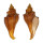 MELONGENIDAE VOLEMA CARINIFERA shell
