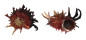 ANGARIIDAE ANGARIA POPPEI shell