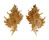 MURICIDAE MUREXIELLA PELEPILI shell