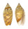 OLIVIDAE OLIVA BUELOWI PHUKETENSIS shell