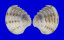 VENERIDAE PLACAMEN ISABELLINUM shell
