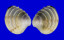 VENERIDAE PLACAMEN ISABELLINUM shell