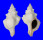 FASCIOLARIIDAE FASCIOLARIA TRAPEZIUM shell
