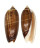 OLIVIDAE OLIVA MINIACEA MARRATI shell
