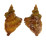 PERSONIDAE DISTORSIO KURZI shell